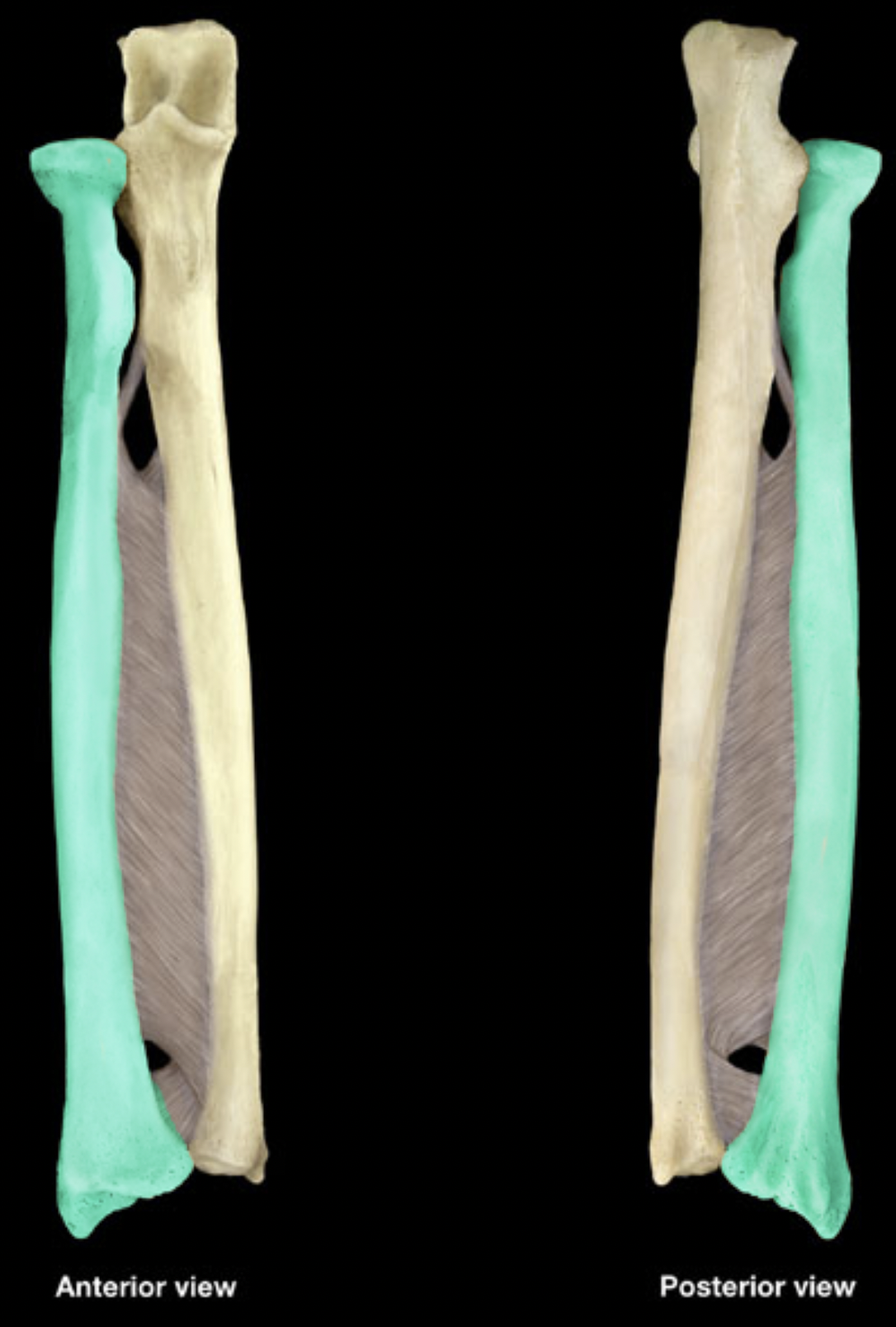 <p>Radius &amp; ulna</p>