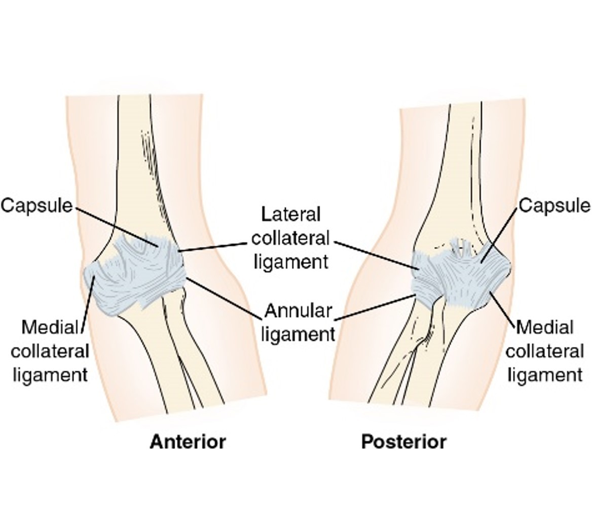 <p>ligaments of the elbow: medial collateral ligament</p>