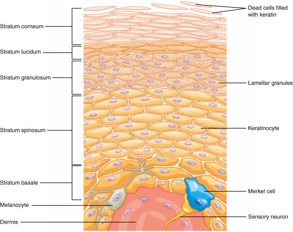 <p>The most superficial layer of the skin.</p><p>It gives our skin its color.</p><p>Made up of keratinized stratified squamous epithelium.</p><p>Contains 4 distinct cell types and 5 layers.</p>