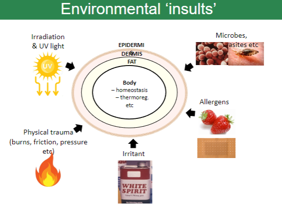 <p><strong>Irradiation</strong> (e.g., UV light exposure).</p><p><strong>Microbes and parasites</strong>.</p><p><strong>Physical trauma</strong> (e.g., burns, friction, pressure).</p>