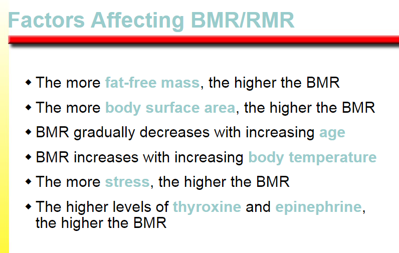 <p>the higher the BMR</p>