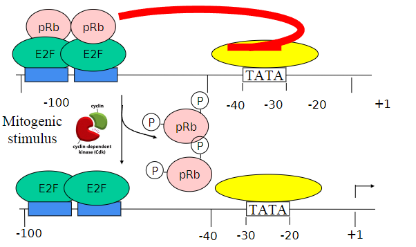 <p>It will <span class="tt-bg-yellow">activate the Cdks</span>, and<span class="tt-bg-blue"> pRB proteins are phosphorylated </span>so it can no longer bind to the E2F molecules</p>