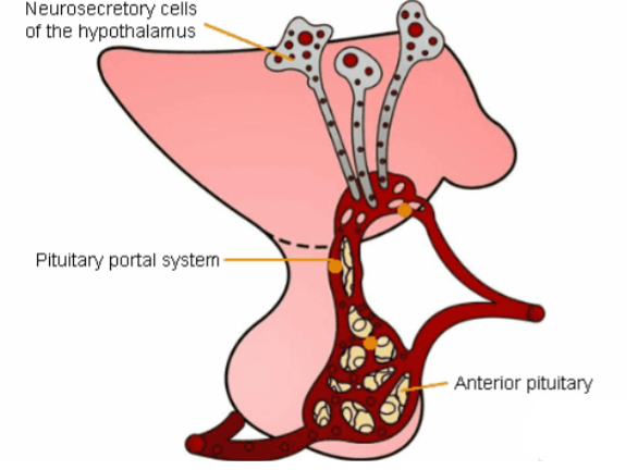 <p>♥︎Parvocellular neurons release hormones to capillaries in the median eminence, which is supplied by the superior hypophysial artery.</p><p>♥︎These hormones are then conveyed by portal veins to the anterior pituitary, where they regulate endocrine secretion.</p>