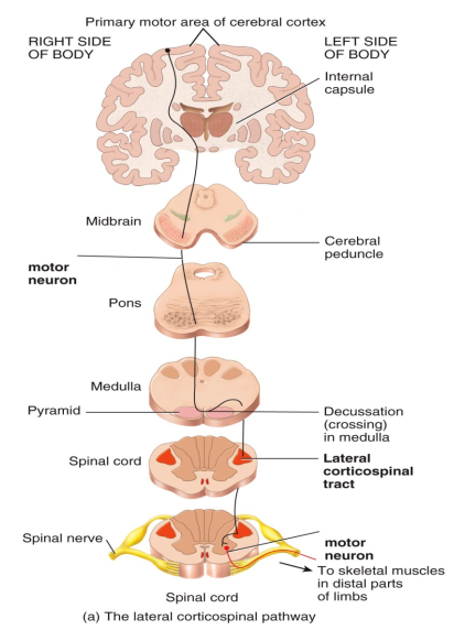 <p>Somatic motor pathways consists of a chain of two neurons. Label them in the diagram.</p>