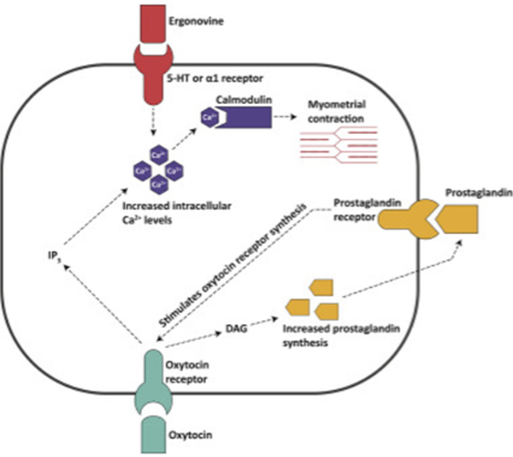 <p><strong>Ergots</strong>: A potent uterine contractor found in ergot, which stimulates smooth muscle contraction.</p><p><strong>Oxytocin</strong>: A hormone that promotes uterine contractions, especially during labor, by binding to oxytocin receptors.</p><p><strong>Prostaglandins</strong>: Lipid compounds that induce uterine contractions (e.g., PGE and PGF), playing a role in menstruation, labor, and dysmenorrhea.</p>