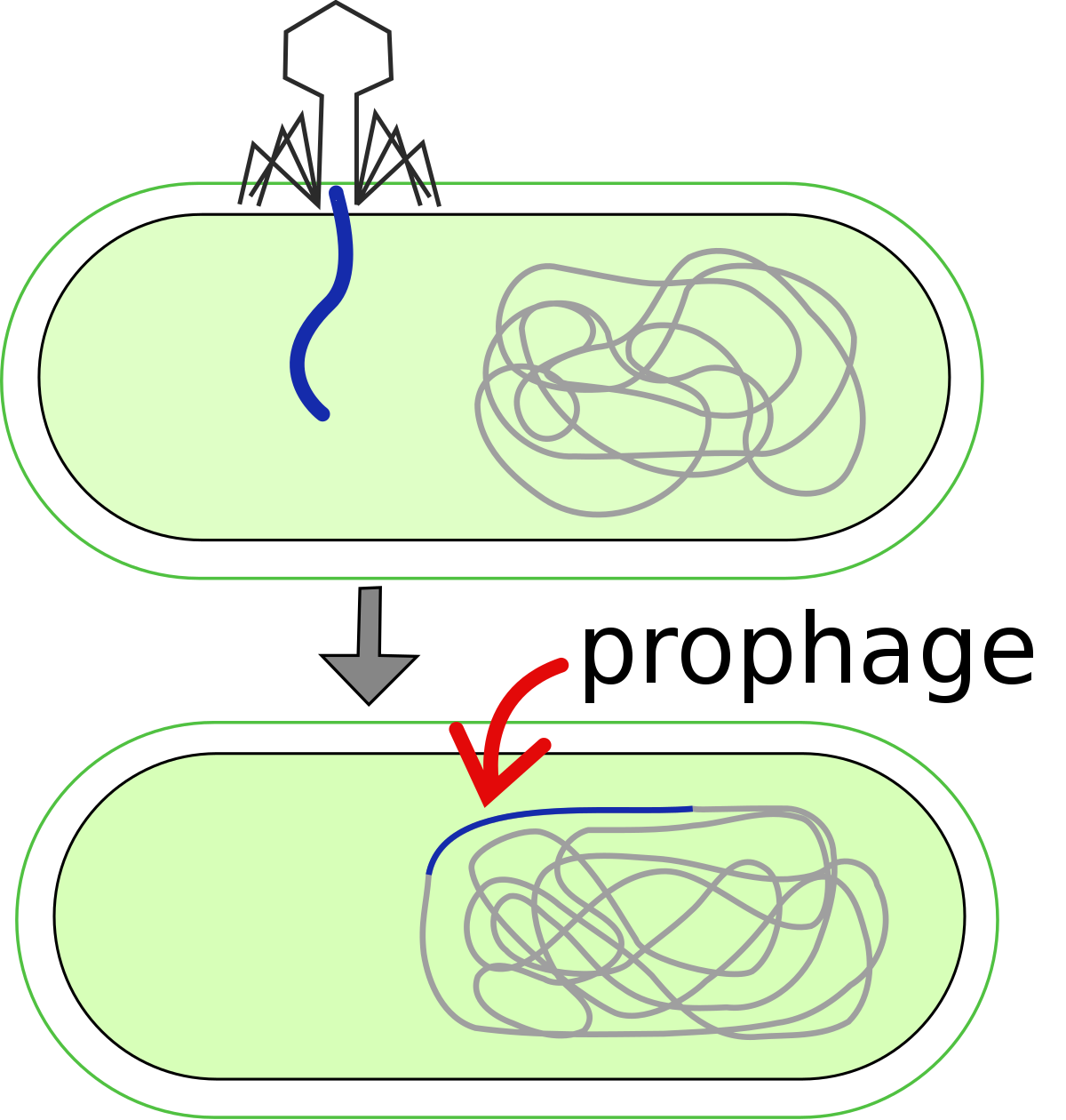 <p>A prophage is the DNA from a bacteriophage that has integrated its genetic material into the DNA of a bacterial host</p>
