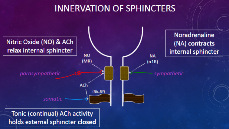 <p>✶Nitric Oxide (NO) &amp; ACh relax internal sphincter.</p><p>✶Noradrenaline (NA) contracts internal sphincter.</p><p>✶Tonic (continual) ACh activity holds external sphincter closed.</p>