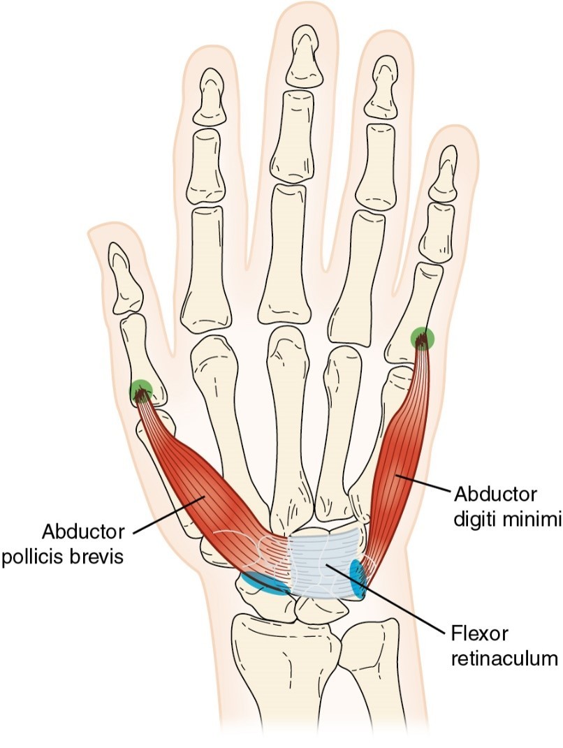 <p>Abductor Pollicis Brevis</p>