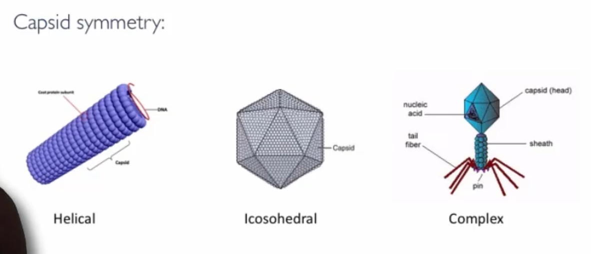 <p>Helical, Icosahedral, Complex. Shape of each virus determined by capsid symmetry and whether its enveloped or not</p>