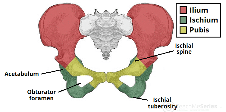 <p>Two hip bones which are made of three bones: <span class="tt-bg-red">Ilium</span> <span class="tt-bg-green">Ischium</span>&nbsp;<span class="tt-bg-yellow">Pubis</span>.</p>