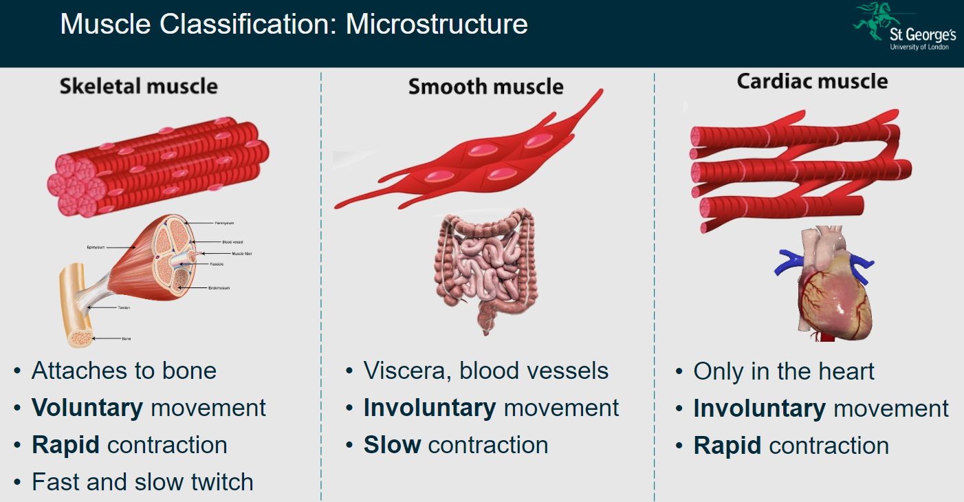 <p>Found in viscera and blood vessels</p><p>Allows involuntary movement</p><p>Exhibits slow contraction</p>