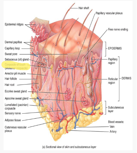 <p>They are nerves that are responsible for detecting touch and vibration on skin.</p>