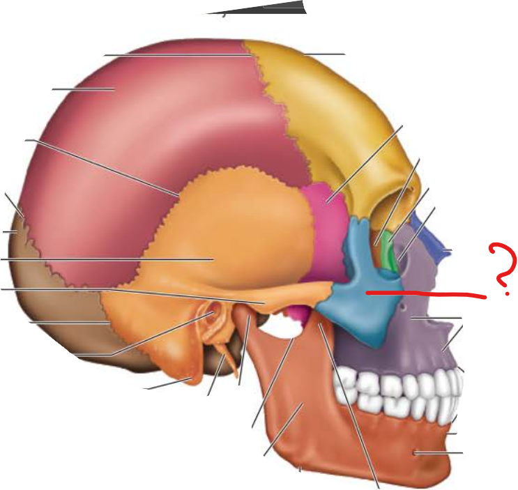 <p>Zygomatic Bone</p>