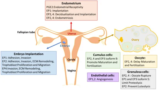 <p>A decline in progesterone levels causes endometrial cells to secrete prostaglandins (PGF2α &amp; PGE2).</p><p>These prostaglandins cause blood vessel constriction in the endometrium, leading to ischaemia and necrosis.</p>