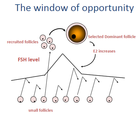 <p>A group of recruited follicles begin to grow, but only one becomes the dominant follicle.</p><p>As the dominant follicle develops, estrogen (E2) levels increase.</p><p>The increase in E2 helps create a "window of opportunity" where the dominant follicle is selected, while smaller follicles are inhibited by low FSH levels.</p>