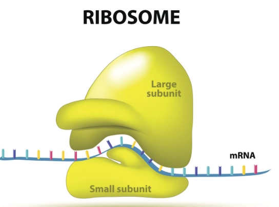 <p>site of protein synthesis reads the mRNA sequence and turns it into proteins </p>