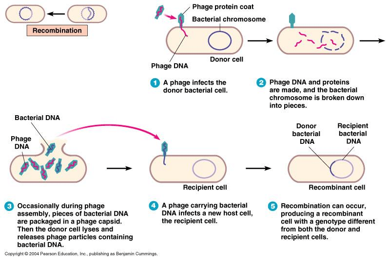 <p>When a temperate bacteriophage (can undergo either a lytic or lysogenic cycle) ‘accidentally’ (random) packages host bacterial DNA or plasmids into phage particles and delivers it to new bacteria</p>
