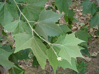 <p><em>Platanus occidentalis</em></p><p>Simple/Alternate</p>