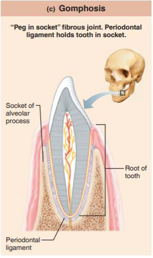 <p>a peg-in socket fibrous joint</p><p>synarthrosis</p>