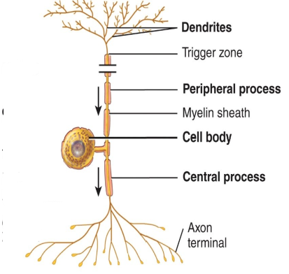 <p>What kind of neuron is this and where can it be found?</p>