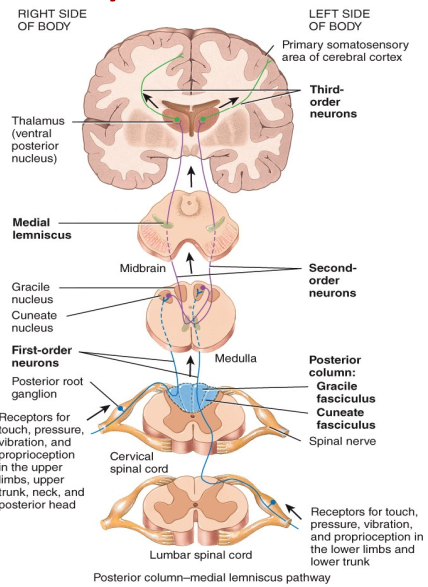 <p>1. posterior root ganglion</p><p>2. brain stem or spinal cord</p><p>3. thalamus</p>