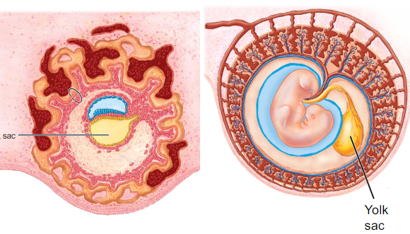 <p>- derived from hypoblast </p><p>- forms part of digestive track </p><p>- source of reproductive germ cells &amp; embryonic blood cells </p>