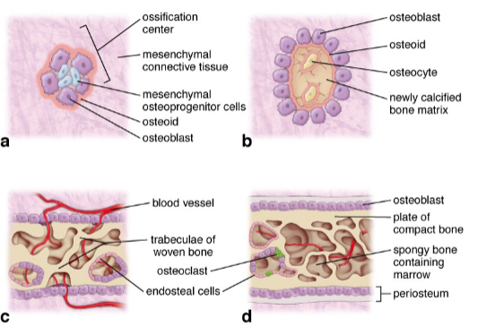 <p>Occurs within embryonic <strong>mesenchyme</strong> (connective tissue precursor).</p><p>An <strong>ossification center</strong> forms from an aggregation of <strong>osteoprogenitors</strong>.</p><p><strong>Osteoblasts</strong> accumulate at the periphery and produce <strong>osteoid</strong>, trapping osteocytes.</p><p>Forms <strong>woven bone</strong> in two plates (<strong>outer</strong> and <strong>inner</strong>) with thick trabeculae.</p><p>Spaces are lined with <strong>osteoblasts</strong> and <strong>endothelial cells</strong>.</p><p><strong>Woven bone</strong> is eventually replaced by <strong>lamellar bone</strong>.</p><p><strong>Blood vessels</strong> carry bone marrow cells into spaces between trabeculae.</p>