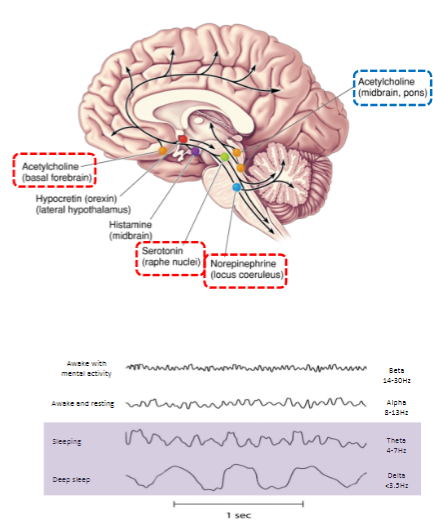 <p><strong>Decreased Brainstem Activity</strong>: During sleep, brainstem activity decreases.</p><p><strong>Neurotransmitters Involved</strong>: Several sets of neurons decrease their firing rate during sleep, including acetylcholine (ACh), serotonin (5-HT), and norepinephrine.</p><p><strong>Cholinergic Neurons in Pons</strong>: Cholinergic neurons in the pons increase their firing rate to induce REM sleep, which is linked with dreaming.</p><p><strong>Thalamus Firing Patterns</strong>: Rhythmic firing in the thalamus blocks the flow of sensory information to the cortex, promoting sleep.</p>