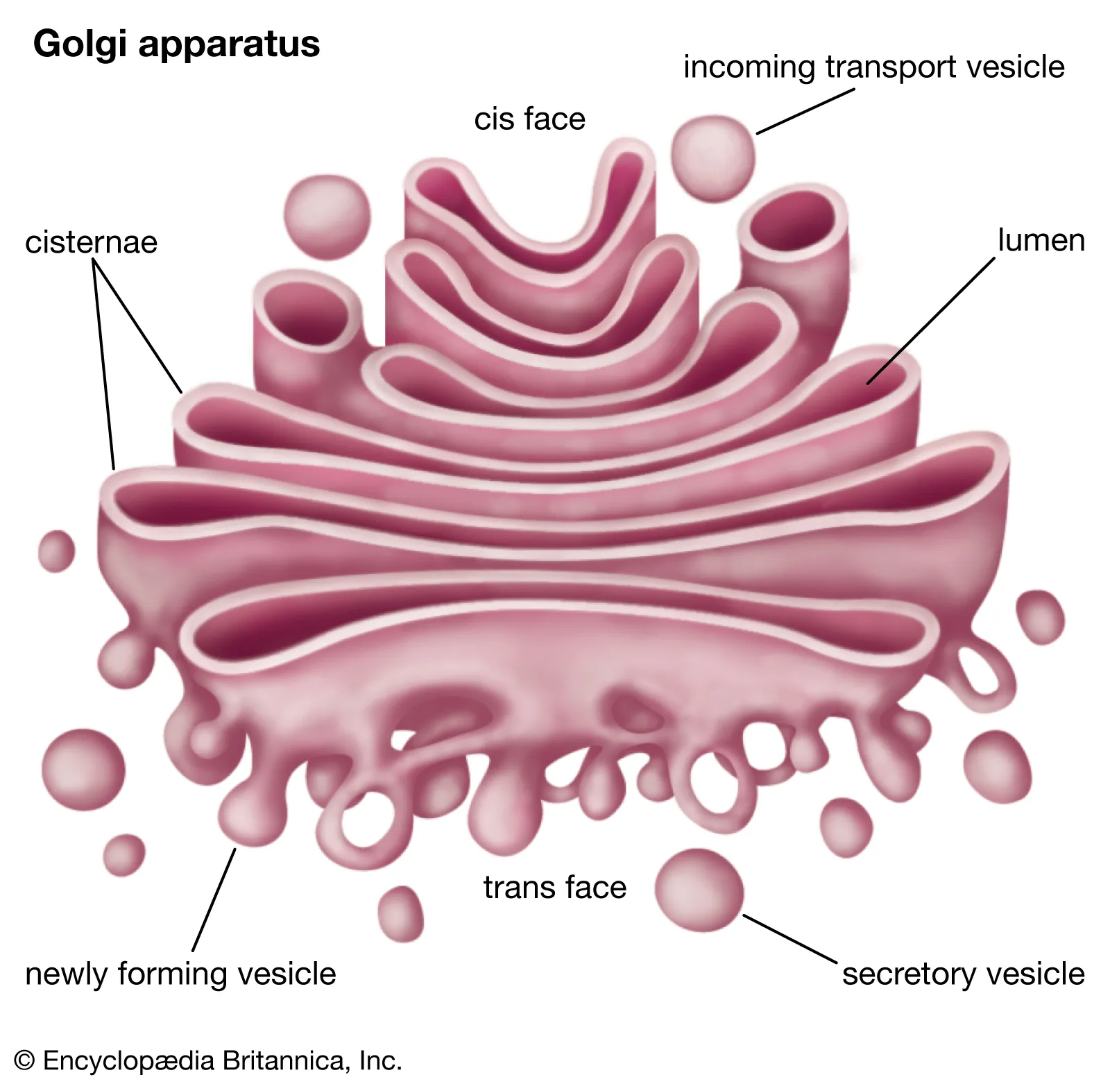<p><strong>Structure of Golgi Apparatus:</strong></p><p><span class="tt-bg-yellow">Single-membrane</span> compartment.</p><p>Consists of <span class="tt-bg-yellow">4 to 8 stacked layers of thin, flat, enclosed vesicles called cisternae.</span></p><p>Cisternae lie near one side of the nucleus.</p><p><strong>Compartments within Golgi Apparatus:</strong></p><p><span class="tt-bg-blue">Three networks</span> or compartments:</p><p><strong>Cis Compartment:</strong></p><p>First cisternae structure.</p><p>Located closer to the nucleus.</p><p><strong>Medial Compartment:</strong></p><p>Intermediate structures between cis and trans compartments.</p><p><strong>Trans Compartment:</strong></p><p>Final structure.</p><p>Located closer to the cell membrane.</p>