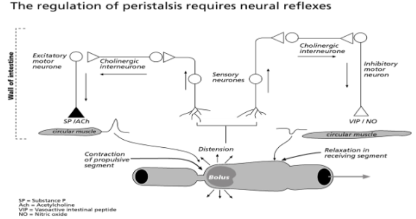 <p>Peristalsis is slower in the large intestine compared to the small intestine.</p><p>It involves a wave of propulsive contractions that move the contents of the gut towards the anus.</p><p>Contraction is initiated by distension of the gut.</p><p>Peristalsis is controlled by vagal inhibitory fibers (VIP, NO) and excitatory fibers (ACh, SP).</p>