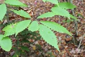 <p><em>Castanea dentata</em></p><p>Simple/Alternate</p>