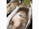 <p>oyster</p>