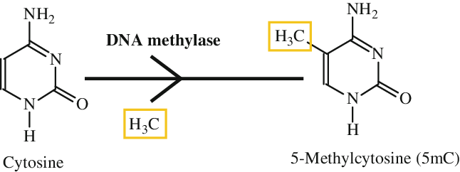 <p>- Epigenetic mechanism that occurs by the addition of a methyl (CH3) group to DNA</p><p>- Covalent addition of the methyl group at the 5-carbon of the cytosine ring resulting in 5-methylcytosine (5-mC)</p><p>- In somatic cells, 5-mC occurs on CpG sites (cytosine nucleotide is located next to a guanidine nucleotide)</p><p></p><p>Exception: embryonic stem cells, where is also present in non-CpG regions</p>