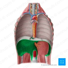 <p>XCI</p><p>Xiphoid process, last 6 ribs, lumbar vertebrae</p><p>Central tendon</p><p>Increases vertical dimension of the thorax</p><p>Ribs</p>