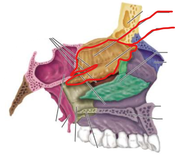 <p>Superior and middle conchae </p>