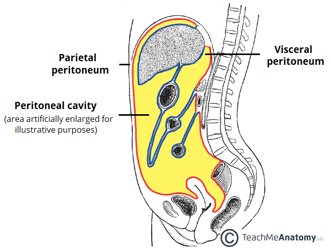 <p>Omenta are double layers of peritoneum that connect the stomach to other viscera. The greater and lesser omentum correspond to the curvatures of the stomach.</p>