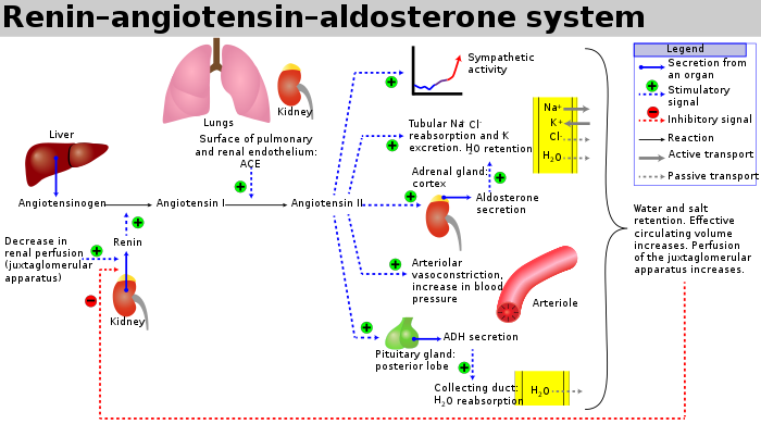 <p>Aldosterone acts on the kidney via receptors and binds glucocorticoids with equal affinity.</p>