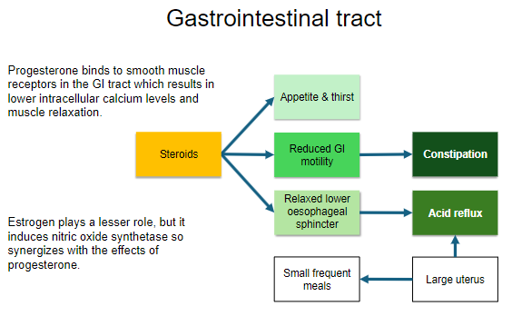 <p><strong>Progesterone</strong> binds to smooth muscle receptors in the GI tract, resulting in <strong>lower intracellular calcium levels</strong>.</p><p>This leads to <strong>muscle relaxation</strong> in the GI tract.</p>