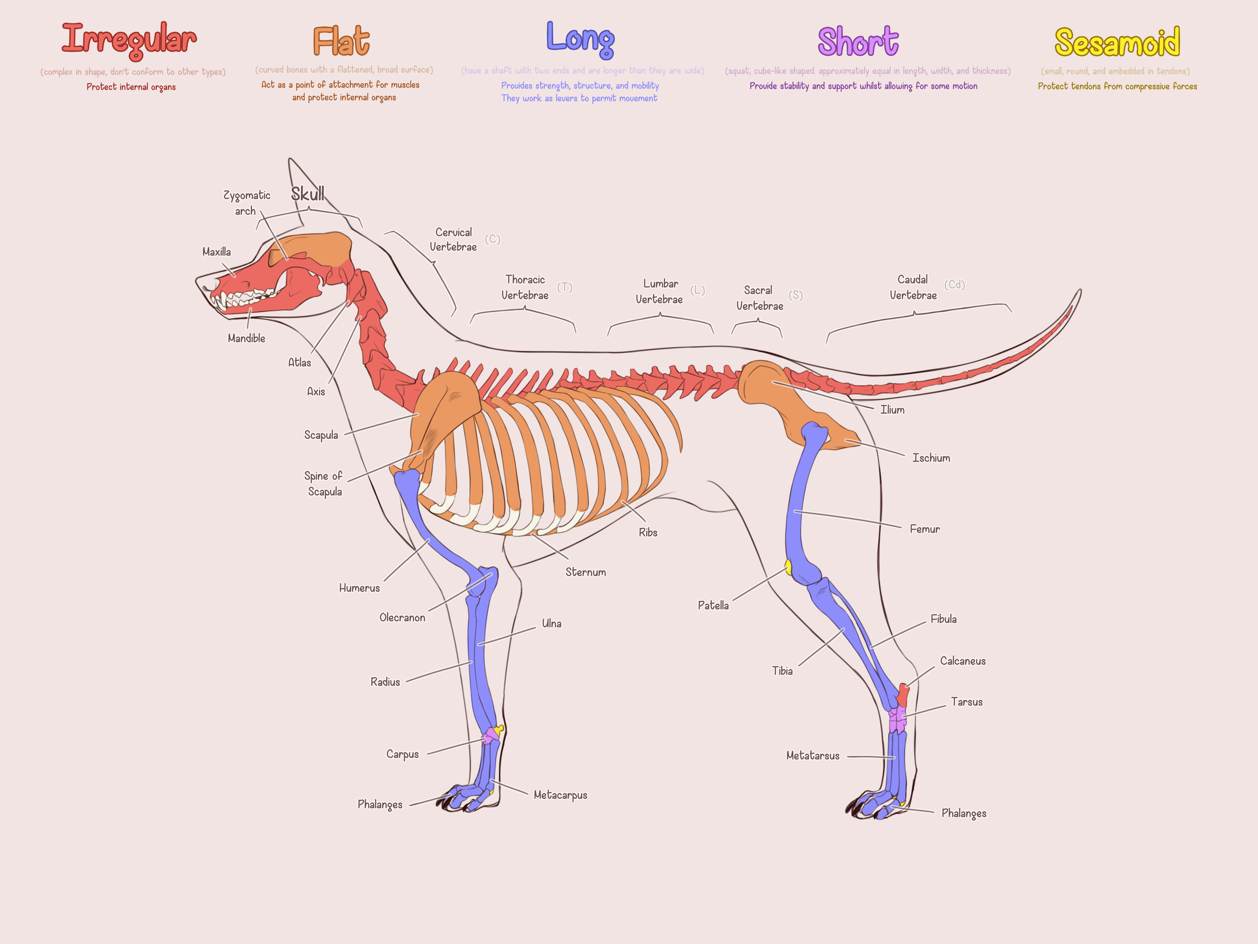 The Skeletal System Test and Flashcards